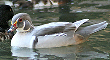 Wood Ducks - Carolina (American Silver)